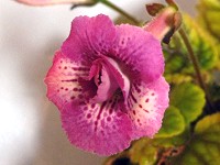 Sinningia 'Ozark Double Dreams' Sinningia 'Ozark Double Dreams'